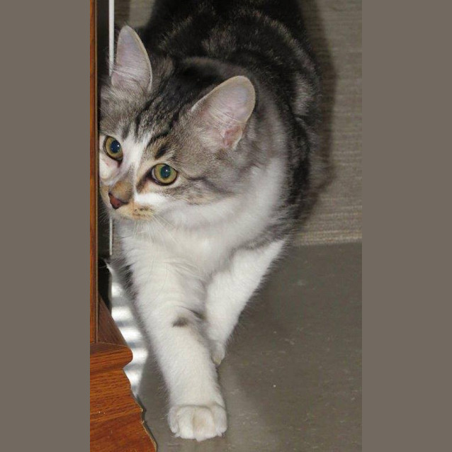 Photo of Freddy