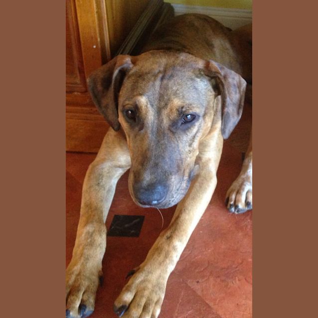 Photo of Bullee