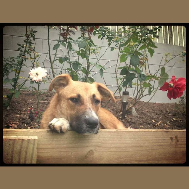 Photo of Skeeta (Adoption Pending)