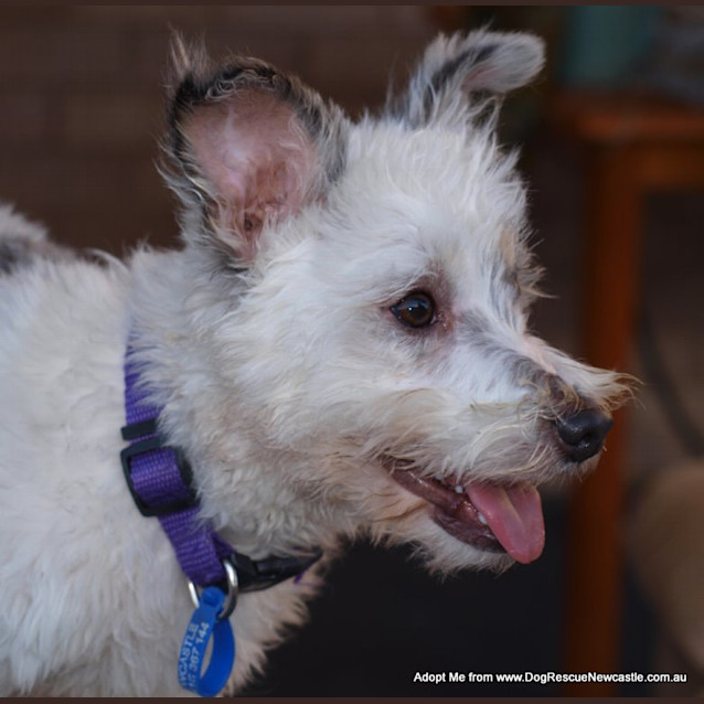 Photo of Patches (On Trial 23/8/14)