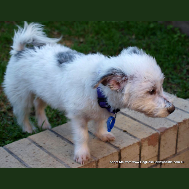 Photo of Patches (On Trial 23/8/14)