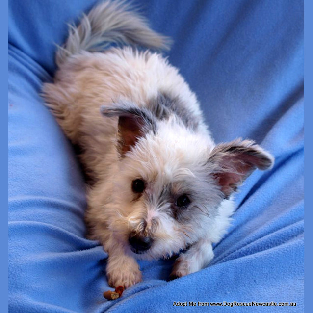 Photo of Patches (On Trial 23/8/14)