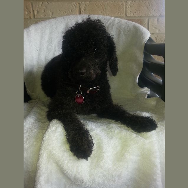 Photo of Penny