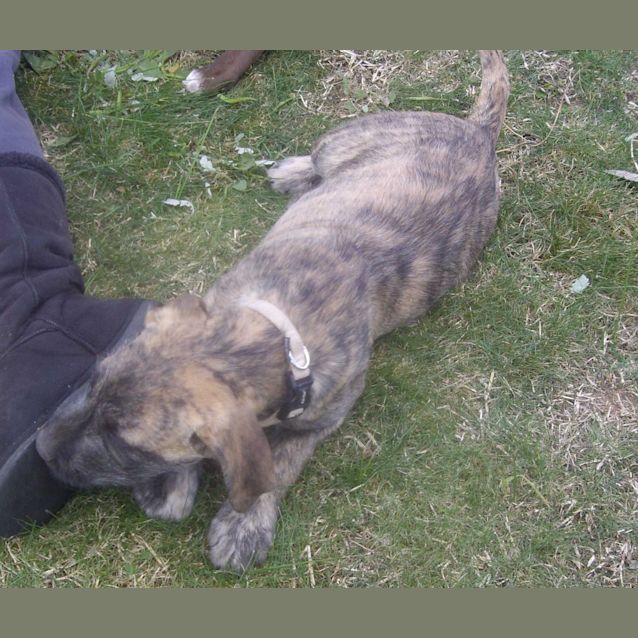 Photo of Cheyenne