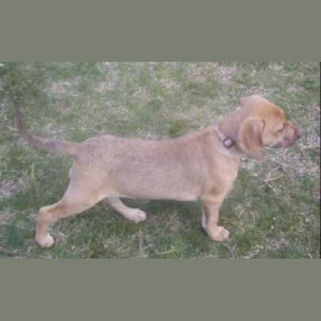 Photo of Sioux