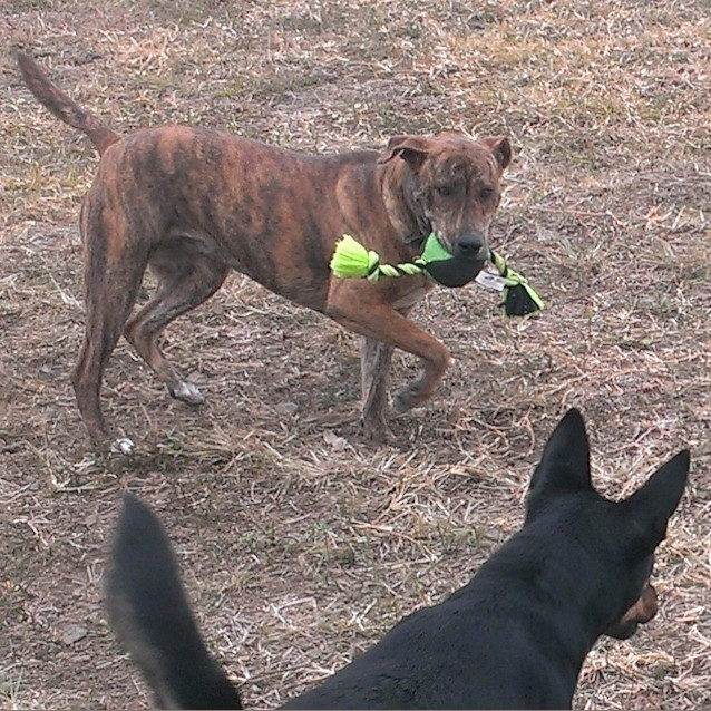 Photo of Lua (Adoption Pending)