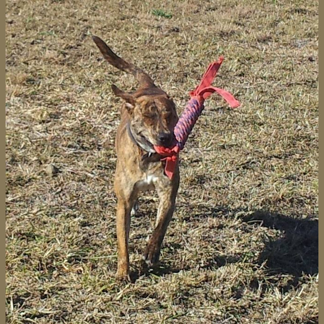 Photo of Lua (Adoption Pending)