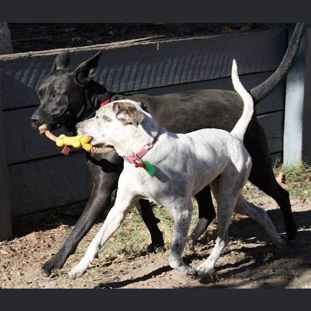 Photo of Scout