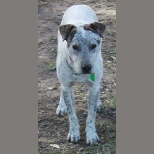 Photo of Scout