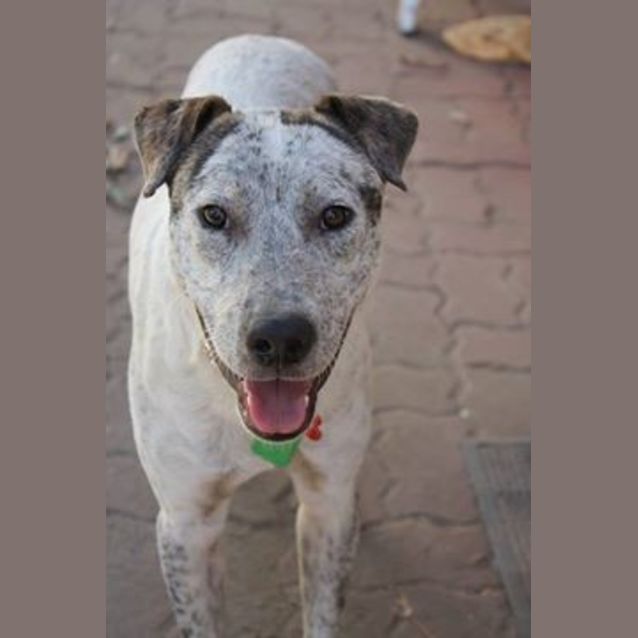 Photo of Scout