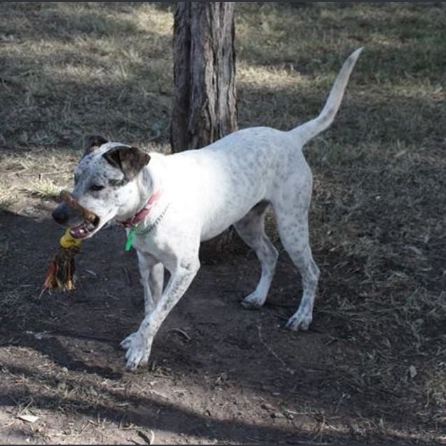 Photo of Scout
