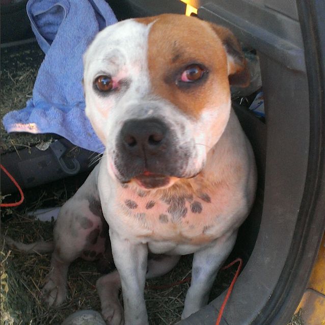 Photo of Tank