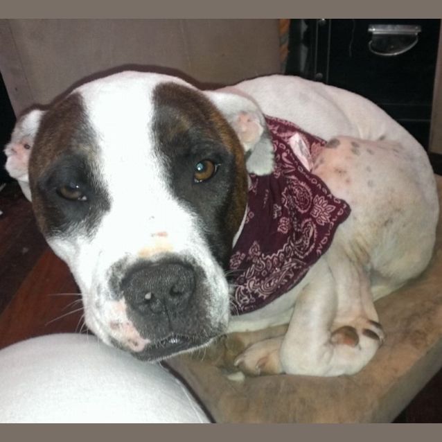 Photo of Digger