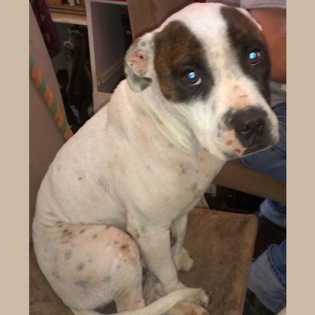 Photo of Digger
