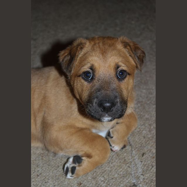 Photo of Rebel (D728)