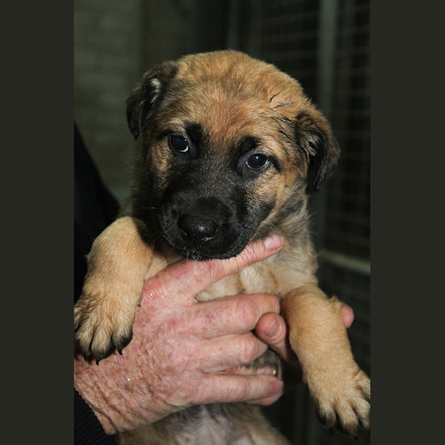 Photo of Maddie (D729)