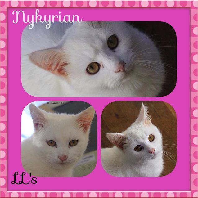 Photo of Nykyrian