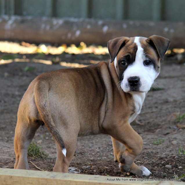 Photo of Puppy Mara (On Trial 17/8/14)