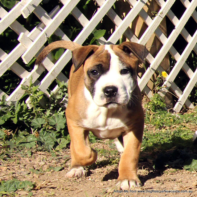 Photo of Puppy Mara (On Trial 17/8/14)