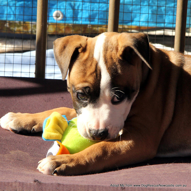 Photo of Puppy Mara (On Trial 17/8/14)