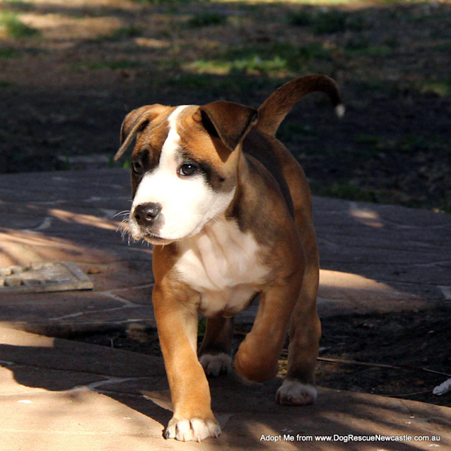 Photo of Puppy Mara (On Trial 17/8/14)