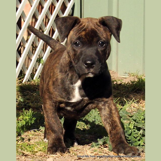 Photo of Puppy Matrix (On Trial 24/8/14)