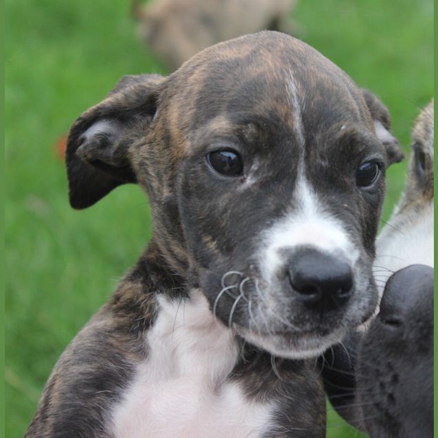 Photo of Puppies