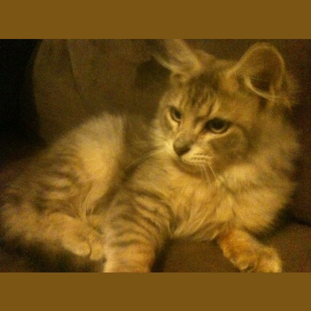 Photo of Louie