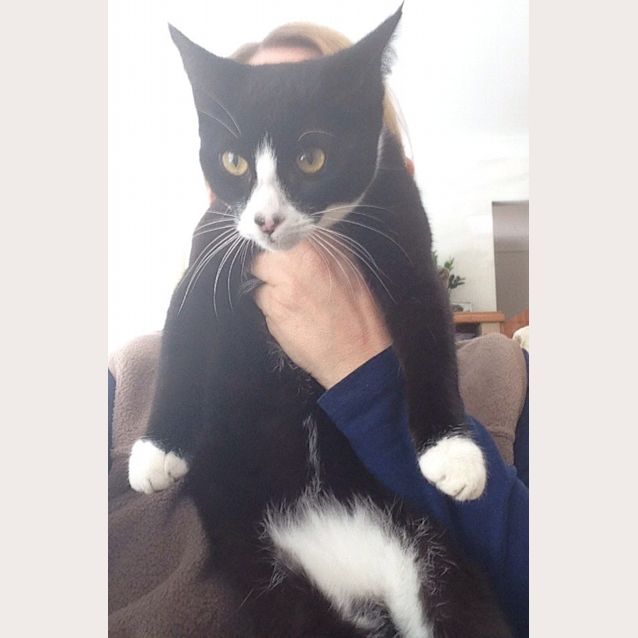Photo of Moggy (The Pet House, Westfield Tuggerah)