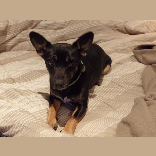 Photo of Alfie