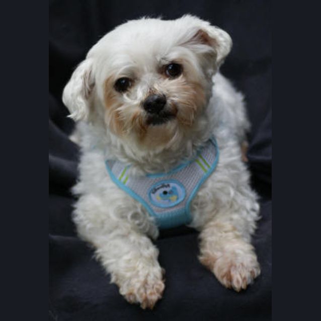 Photo of Chubby Checker