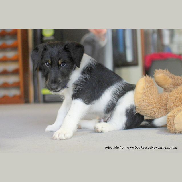 Photo of Podgy (On Trial 27/8/14)~ Fox Terrier Puppy