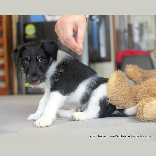 Photo of Podgy (On Trial 27/8/14)~ Fox Terrier Puppy