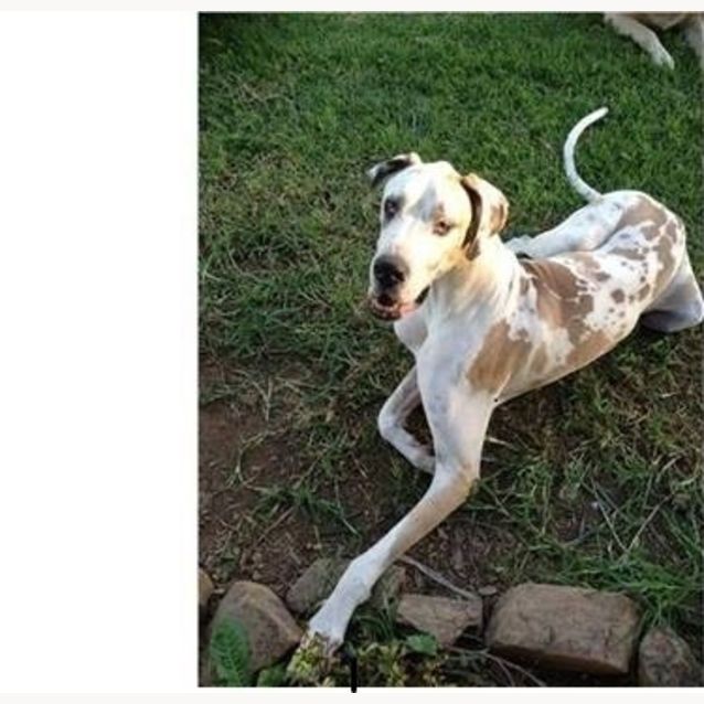 Photo of Eddie   Purebred Great Dane