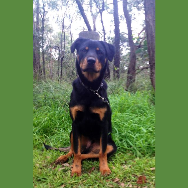 Photo of Harley