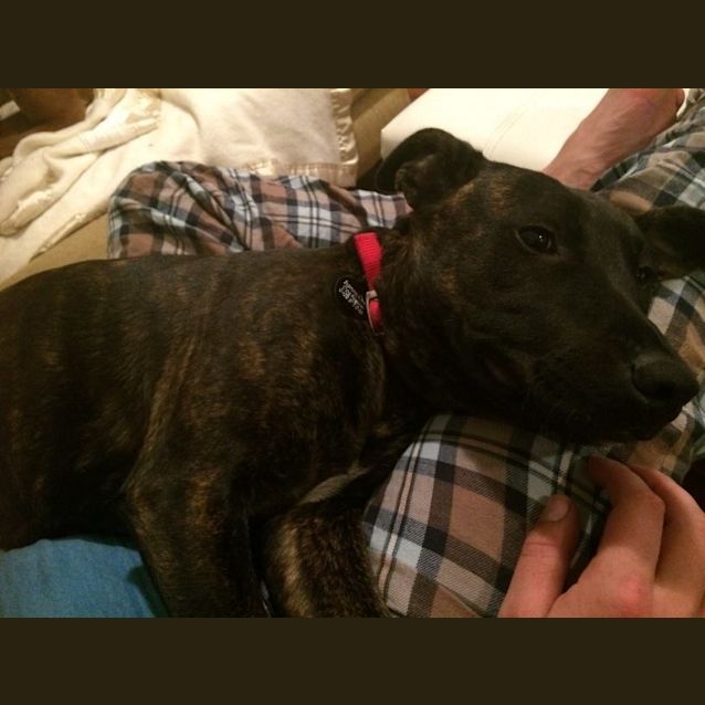 Photo of Kacey The Wonder Dog House Trained Social Paw