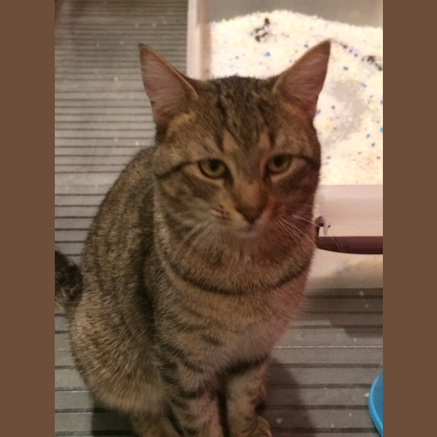 Photo of Leroy   The Pet House Erina