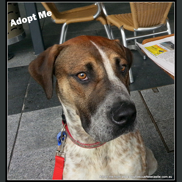 Photo of Jed (On Trial 6/9/14)