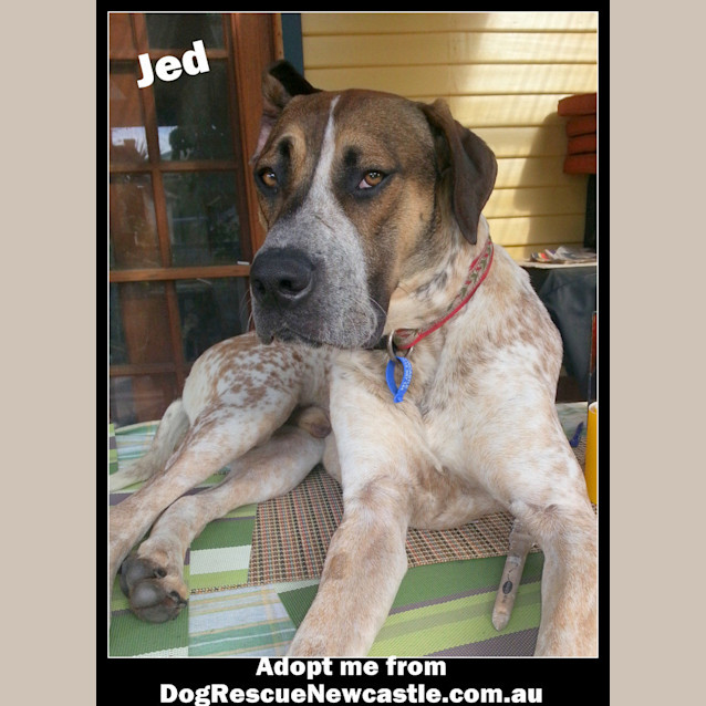 Photo of Jed (On Trial 6/9/14)