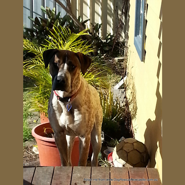 Photo of Jed (On Trial 6/9/14)