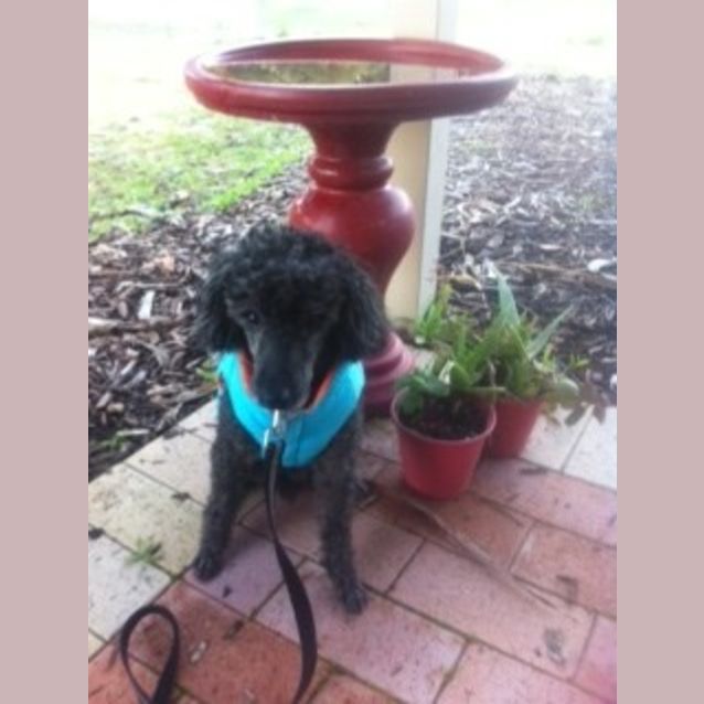 Photo of Sooty