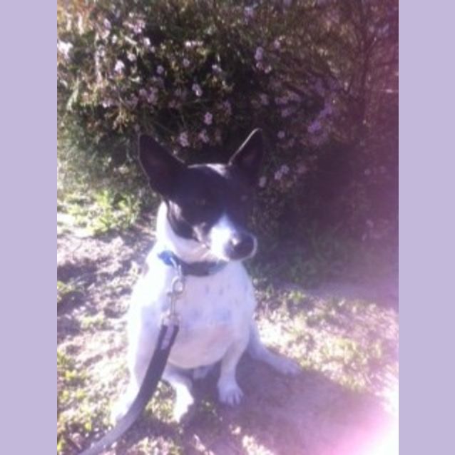Photo of Chevy
