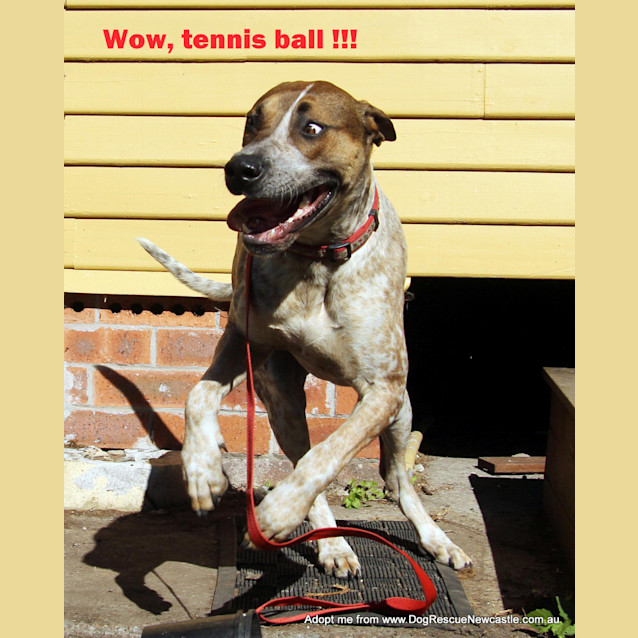 Photo of Jed (On Trial 6/9/14)