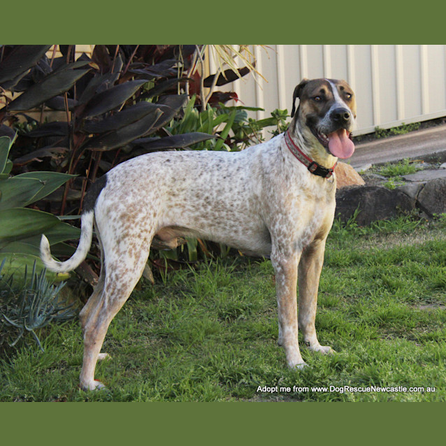 Photo of Jed (On Trial 6/9/14)
