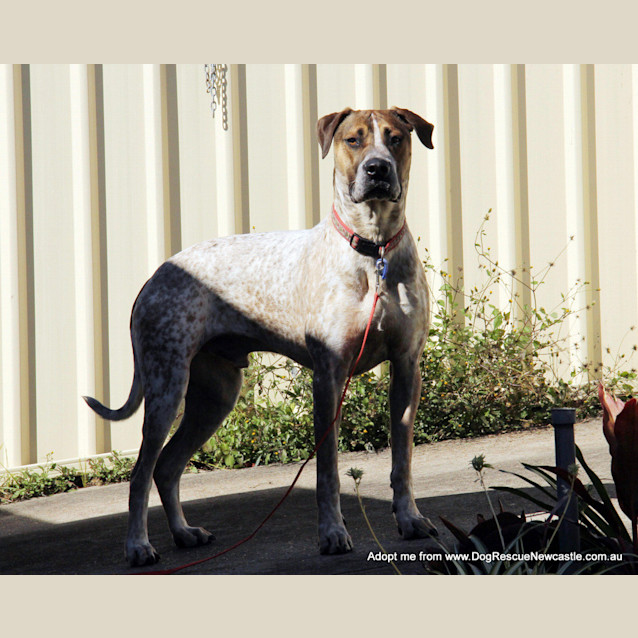 Photo of Jed (On Trial 6/9/14)
