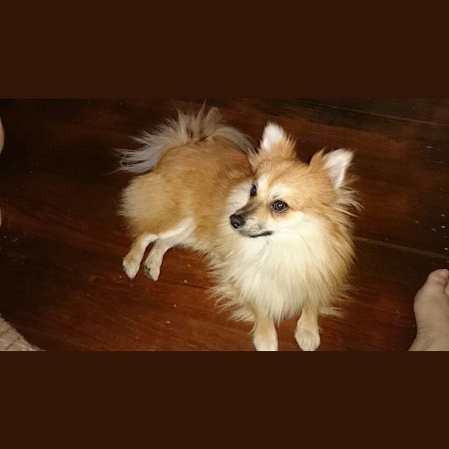 Photo of Busta ~ Pomeranian (On Trial 15/8/14)