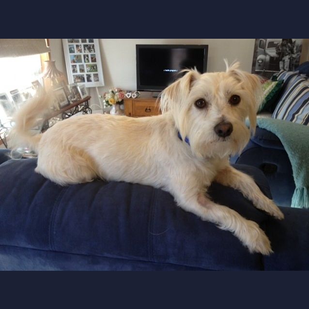 Photo of Toby *On Trial In His New Home*