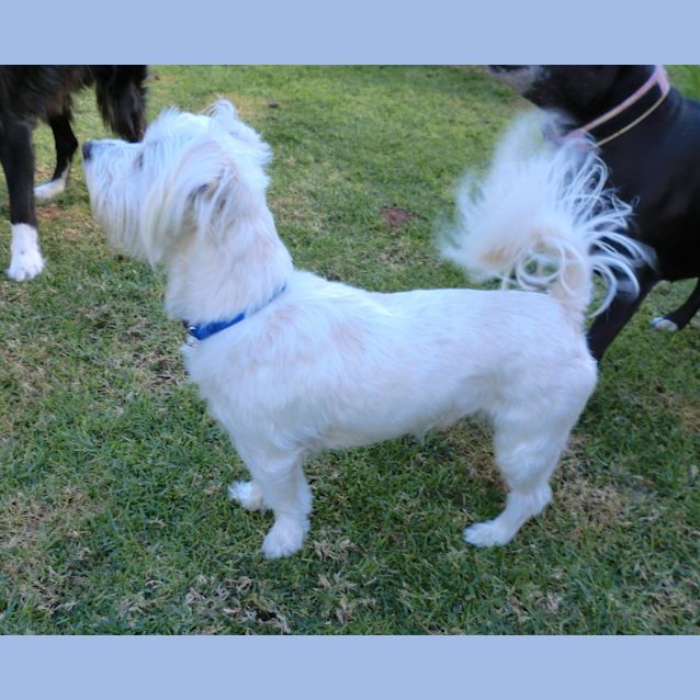 Photo of Toby *On Trial In His New Home*
