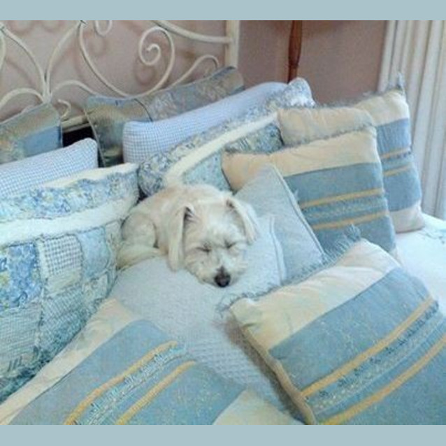 Photo of Toby *On Trial In His New Home*