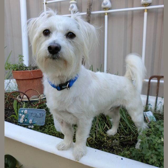 Photo of Toby *On Trial In His New Home*